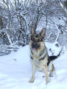 Alfie
