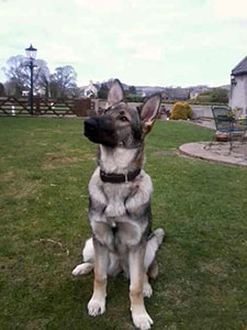 Bailey