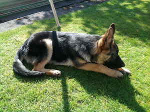 Bailey