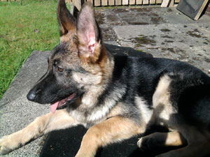 Bailey