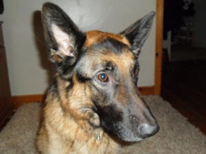 Baloo