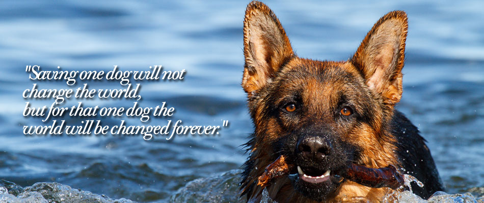 German Shepherd Rescue Scotland