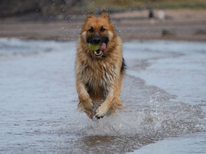 German Shepherd