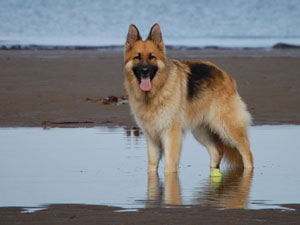 German Shepherd