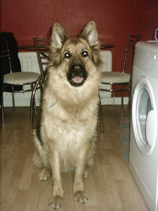 Bouncer
