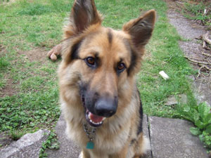 Cody