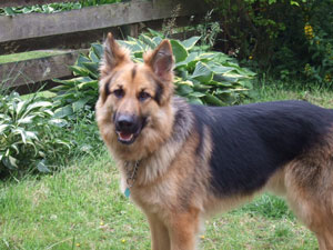 Cody