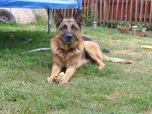 Dexie