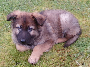 Dexter
