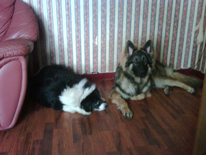 Diesel