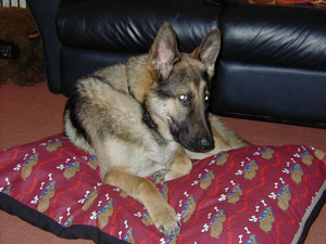 Diesel