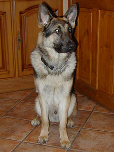 Diesel