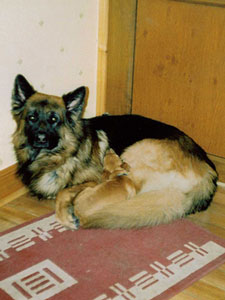 German Shepherd