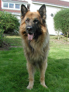 German Shepherd