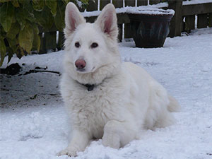 Freya
