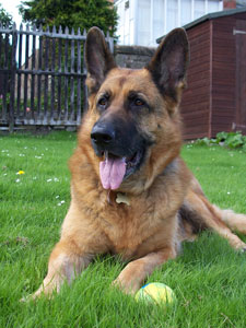 German Shepherd