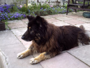 German Shepherd