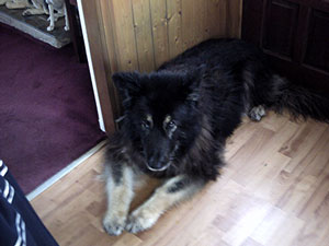 German Shepherd