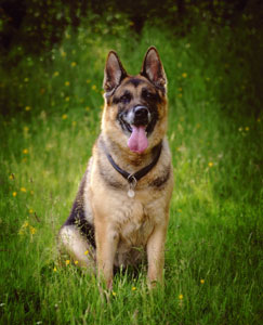 German Shepherd