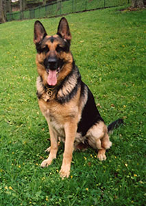 German Shepherd