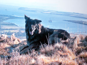 German Shepherd