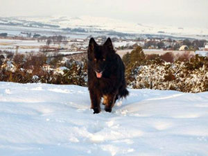 German Shepherd