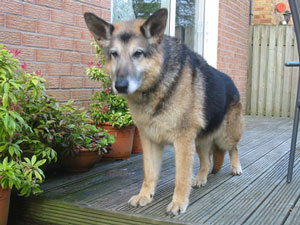 German Shepherd