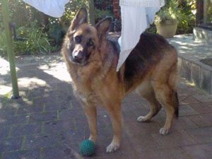 German Shepherd