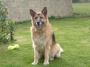 German Shepherd