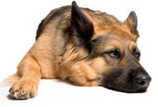 german shepherd adoption1