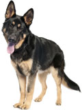 german shepherd rescue dogs