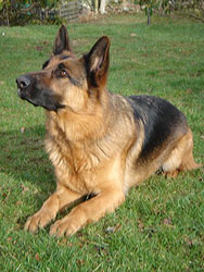 German Shepherd