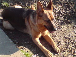 German Shepherd