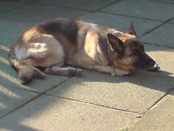 German Shepherd