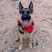 German Shepherd
