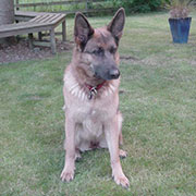 German Shepherd