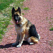 German Shepherd