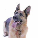 German Shepherd