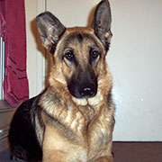 German Shepherd