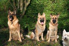 German Shepherd