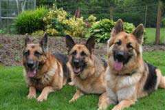 German Shepherd