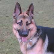 German Shepherd