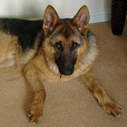 German Shepherd