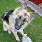 German Shepherd