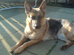 German Shepherd