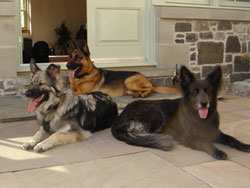German Shepherd