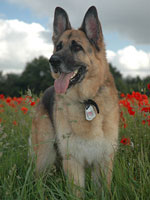 gsd gallery