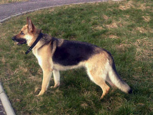Inka