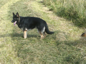 Jack
