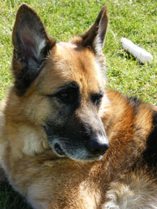 Jack